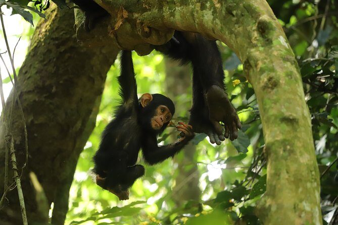 Gombe National Park Chimpanzee Trekking - Introduction
