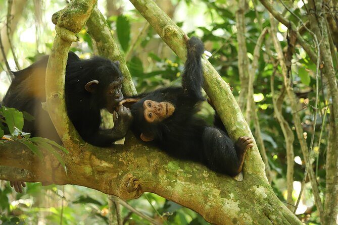 Gombe National Park Chimpanzee Trekking - What Makes This Tour Stand Out
