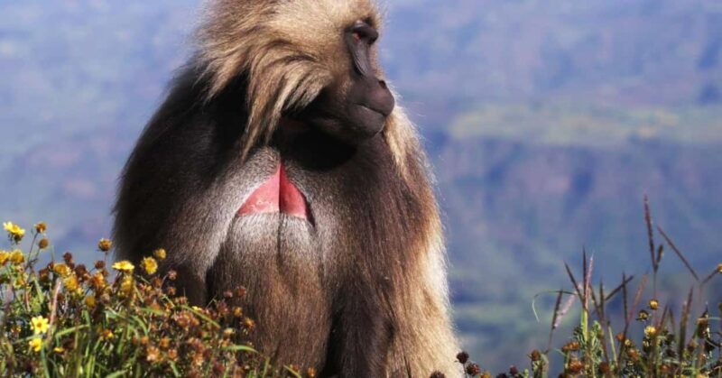 Gondar: 3-Day Simien Mountains and Gondar Tour - An Overview of the 3-Day Tour Experience
