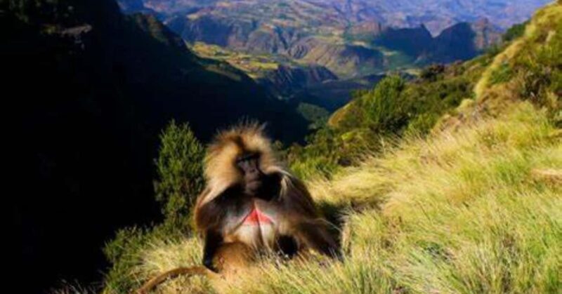 Gondar: 3-Day Simien Mountains Trekking Tour - Authentic Encounters and Personal Highlights