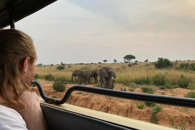 Gorilla & Chimpanzee Trekking in Uganda - 5 Days - Why This Tour Stands Out
