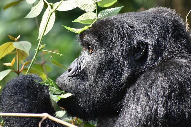Gorilla & Chimpanzee Trekking in Uganda - 5 Days - FAQs