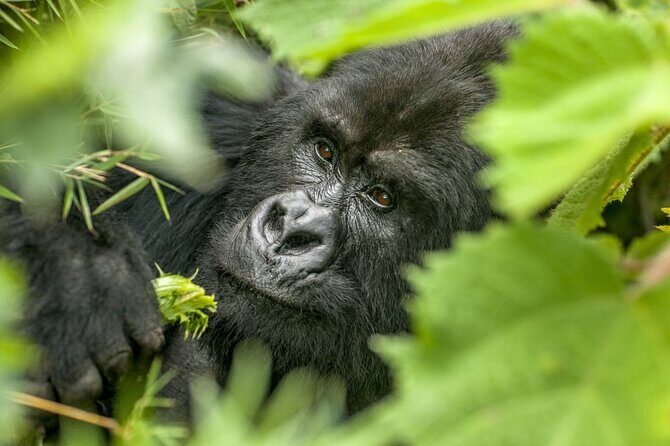 Gorilla Safari Holiday - Transportation & Group Size