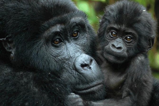 Gorilla Tracking & Batwa Culture Experience - The Itinerary and What It Means for You