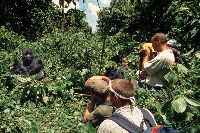 Gorilla Tracking & Batwa Culture Experience - Authenticity and Reviews: What Past Travelers Say