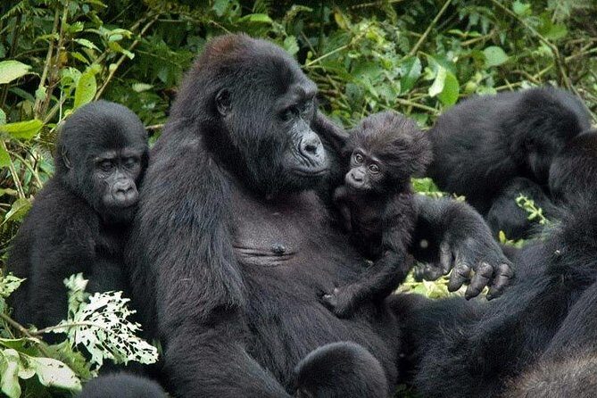 Gorilla Tracking & Batwa Culture Experience - Final Thoughts: Who Will Love This Tour?