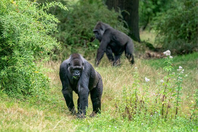 Gorilla Tracking & Batwa Culture Experience - Frequently Asked Questions