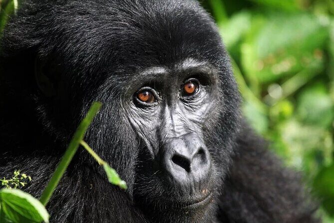Gorilla Trekking Adventure - A Day trip (Only transfer) - Key Points
