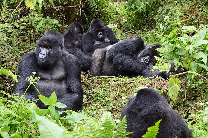 Gorilla Trekking Adventure - A Day trip (Only transfer) - An Honest Look at the Gorilla Trekking Experience