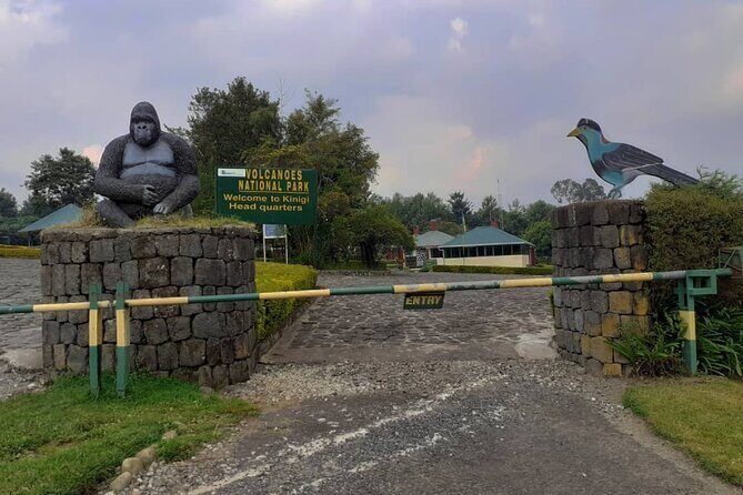 Gorilla Trekking Adventure - A Day trip (Only transfer) - Practical Tips for Booking and Enjoying Your Trek
