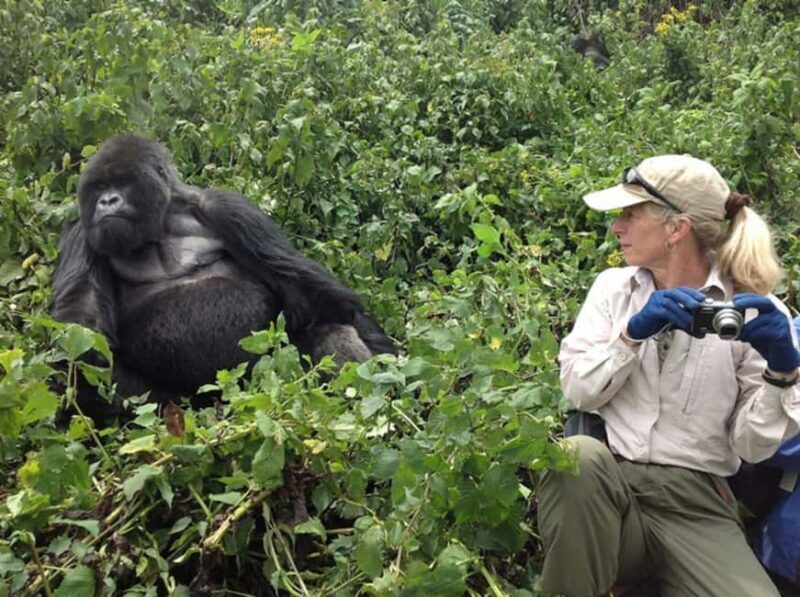 Gorilla Trekking Day Tour with Lunch - Cost & Value Analysis