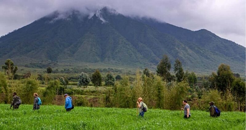 Gorilla Trekking Day Tour with Lunch - What to Bring & What to Expect