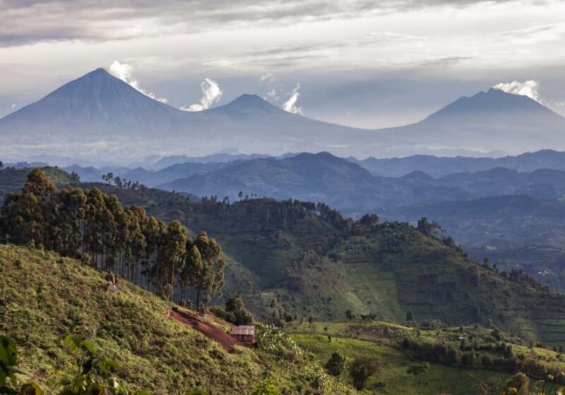 Gorilla Trekking Day Tour with Lunch - Authentic Experience & Conservation Focus