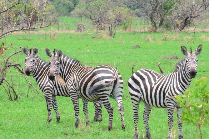Gorilla trekking &wildlife adventure in Rwanda - What Makes This Tour Stand Out?