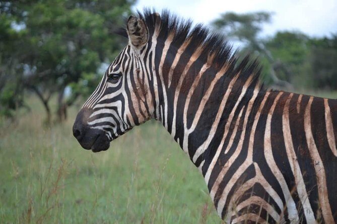 Gorilla trekking &wildlife adventure in Rwanda - Practical Considerations