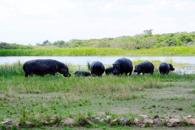 Gorilla trekking &wildlife adventure in Rwanda - Final Thoughts: Is This Tour for You?