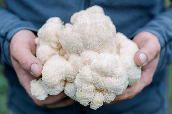 Gourmet Mushroom Farm Tour in Tennessee - A Practical Guide to the Gourmet Mushroom Farm Tour in Tennessee