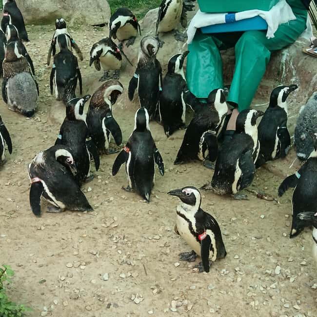 Gqeberha:Addo Elephant National Park and Coastal Tour Combo - Key Points