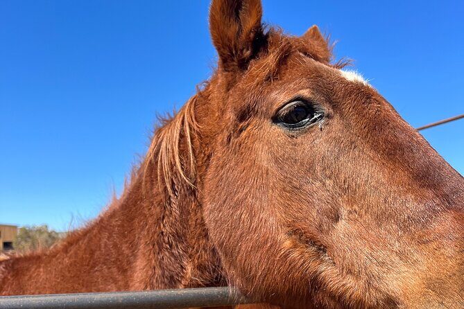 Grand Canyon ATV Tour + Horseback Riding Tour - The Sum Up