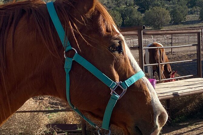 Grand Canyon Horseback Tour - Introduction