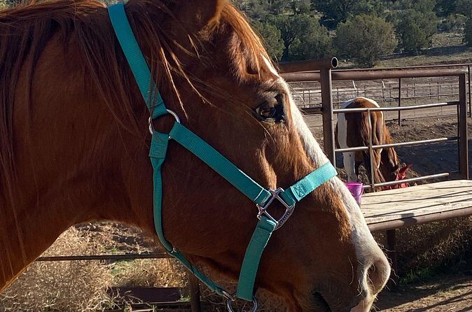 Grand Canyon Horseback Tour - What Travelers Say