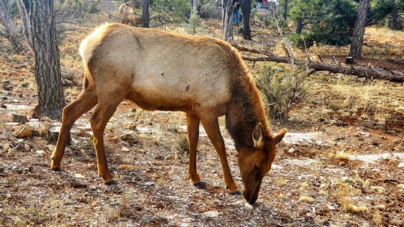 Grand Canyon South Rim Tour with Lunch included - Final Thoughts
