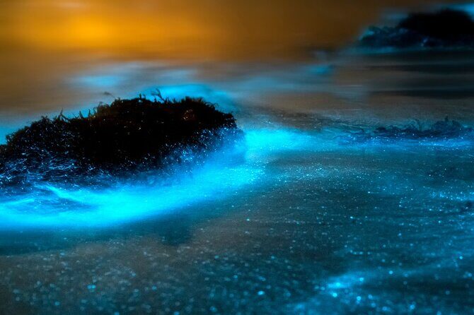 Grand Cayman Bioluminescence Adventure - Final Thoughts: Who Should Consider This?