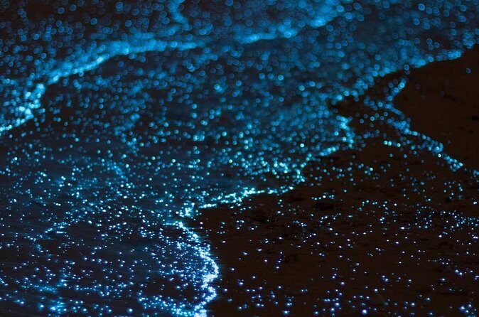 Grand Cayman Bioluminescence Experience - What Past Travelers Say