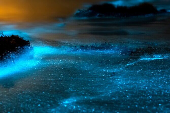 Grand Cayman Bioluminescence Experience - Frequently Asked Questions