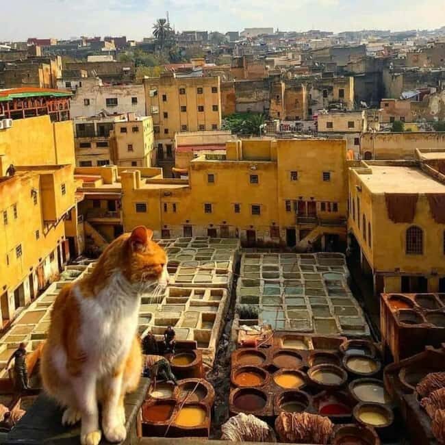 Grand Morocco Tour from Casablanca  Flexible - What Makes This Tour Worthwhile?