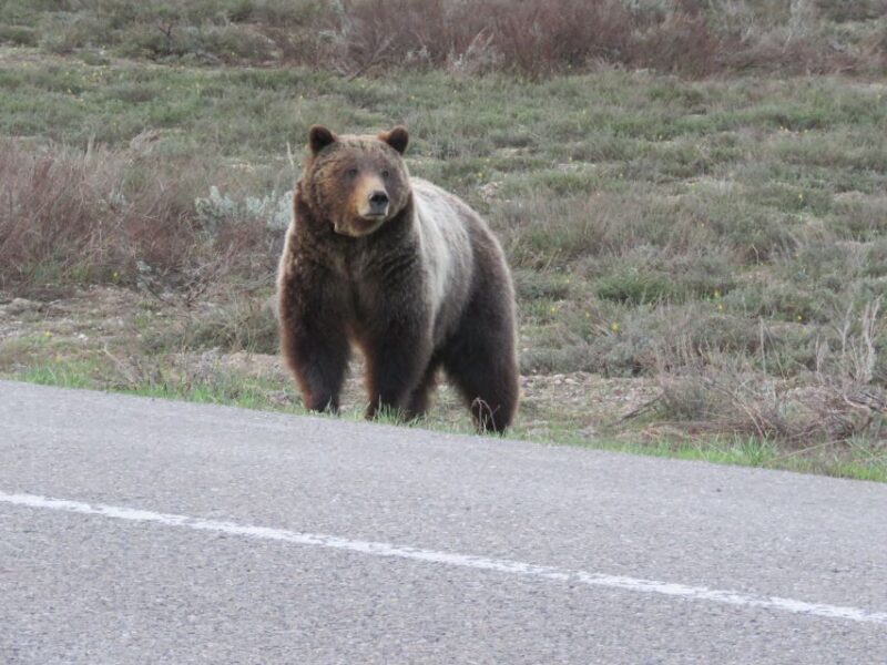 Grand Teton National Park: Full-Day Tour with Boat Ride - An In-Depth Look at the Tour Experience