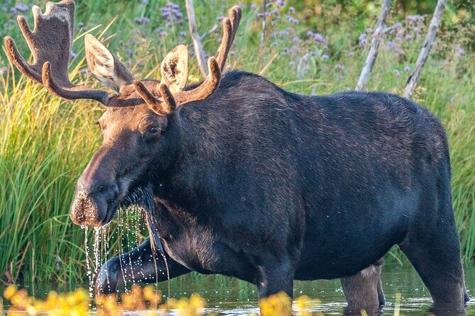 Grand Teton National Park Tour from Jackson Hole - FAQ