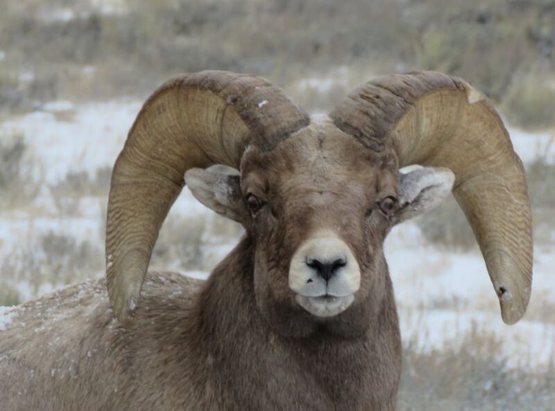 Grand Teton National Park: Wildlife Tour and Sleigh Ride - The Itinerary: What You Can Expect