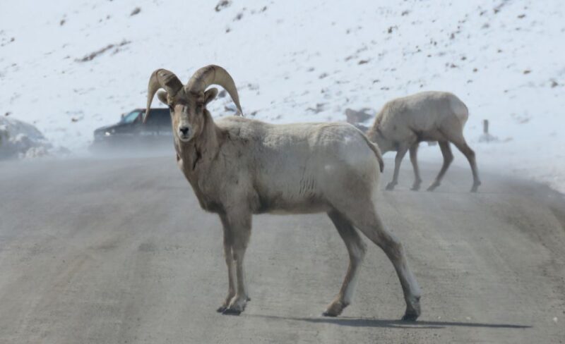 Grand Teton National Park: Wildlife Tour and Sleigh Ride - FAQ