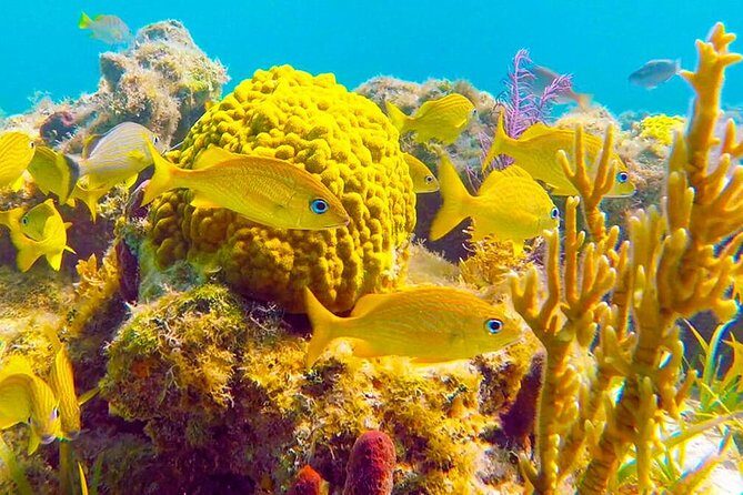 Grand Turk - Amazing Wall Snorkeling Tour - Key Points