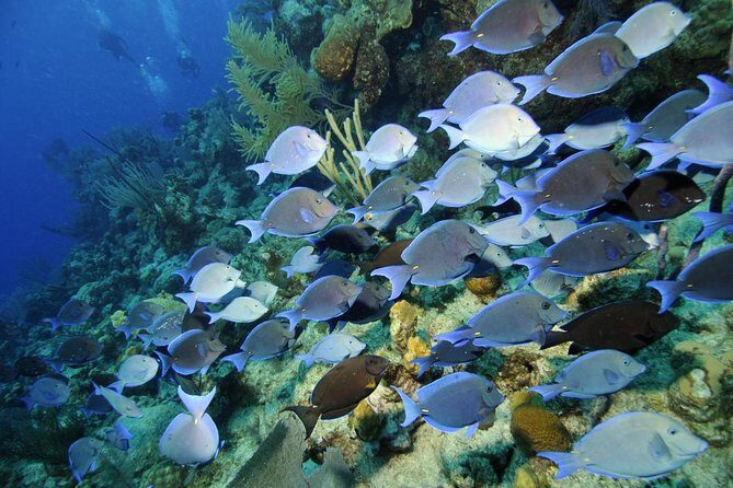 Grand Turk - Amazing Wall Snorkeling Tour - The Sum Up: Who Will Love This Tour?