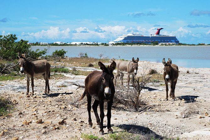 Grand Turk Historical Sightseeing Tour by Tram - Key Points