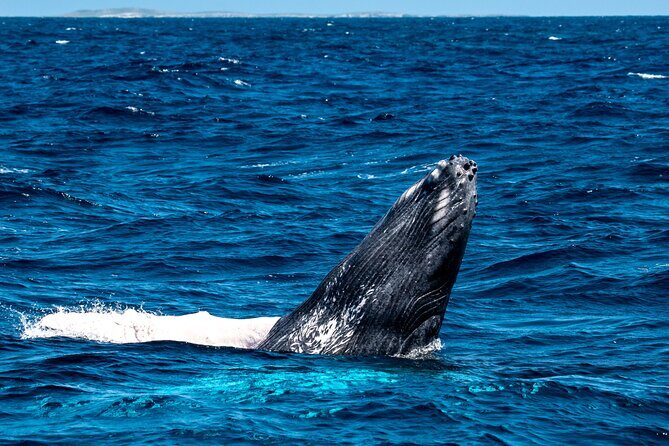 Grand Turk: Whale Watching - Final Thoughts