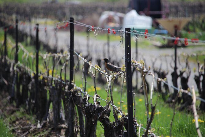 Grape to Glass Wine Experience - A Closer Look at the Itinerary and Experience