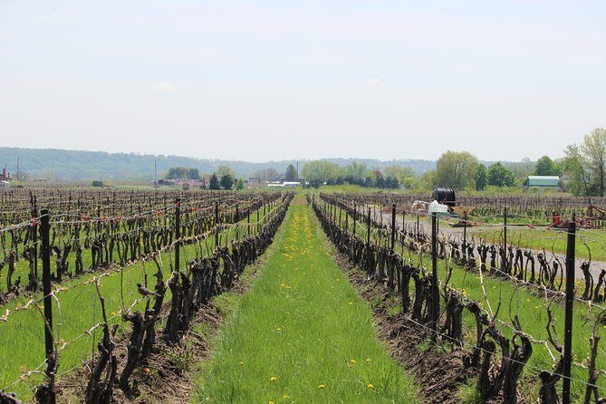 Grape to Glass Wine Experience - The Authentic Charm of Between the Lines Winery