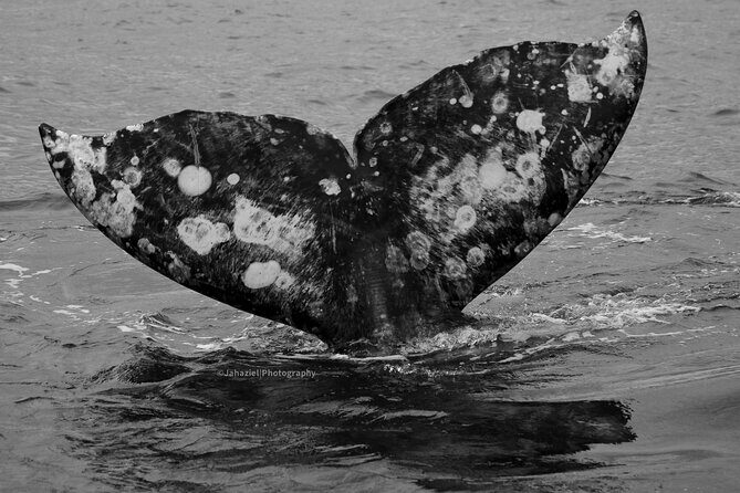 Gray Whale Journey: 10-Hour Tour with 3 Hours of Whale Watching - An In-Depth Look at the Gray Whale Journey