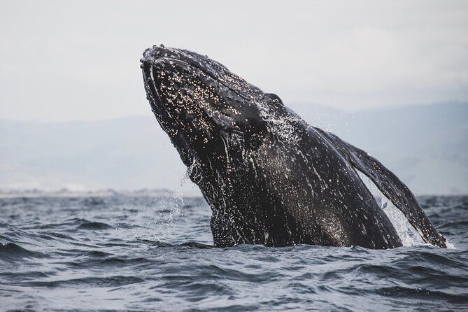 Gray Whale Tour Private Group from La Paz Limited to 8 - What to Expect from the Gray Whale Tour