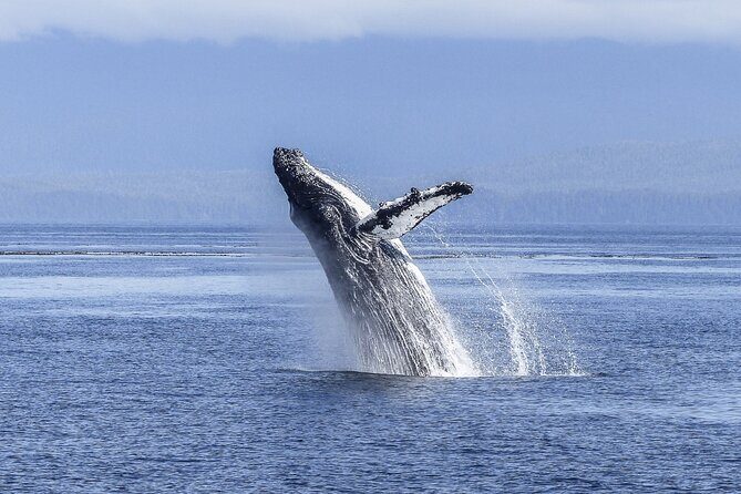 Gray Whale Tour Private Group from La Paz Limited to 8 - Who Is This Tour Best For?