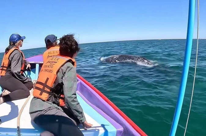 Gray Whale Tour Private Group from La Paz Limited to 8 - The Sum Up