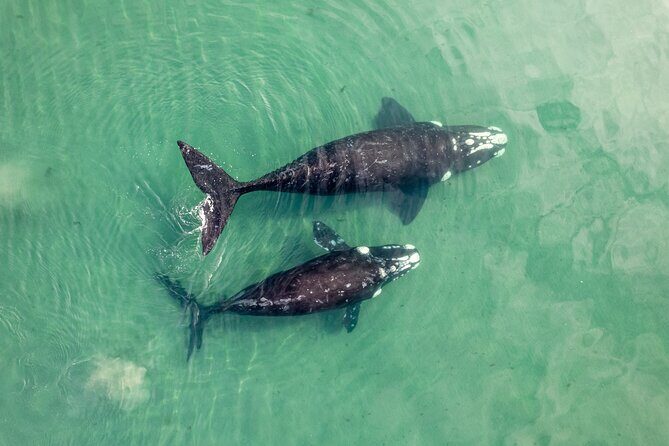 Gray Whale Tour Private Group from La Paz Limited to 8 - FAQs