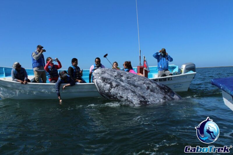 Gray Whale-Watching 2-Day Experience in Magdalena Bay - The Itinerary: What to Expect Day by Day