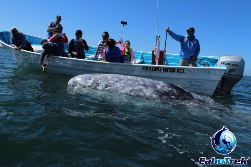 Gray Whale-Watching 2-Day Experience in Magdalena Bay - The Scenic and Ecological Highlights