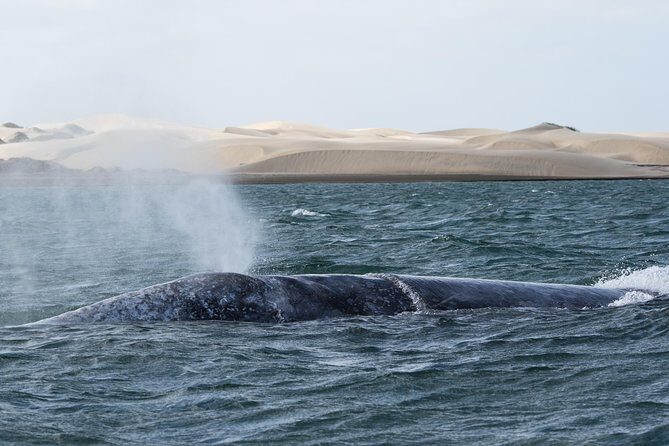 Gray Whale-Watching 2-Day Experience in Magdalena Bay - Deep Dive into the Itinerary