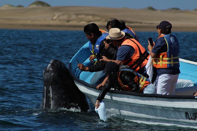 Gray Whale-Watching 2-Day Experience in Magdalena Bay - Is It Worth the Price?