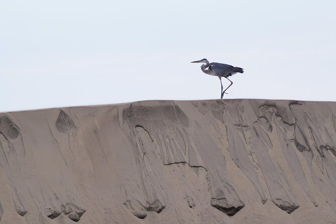 Gray Whale-Watching 2-Day Experience in Magdalena Bay - Frequently Asked Questions